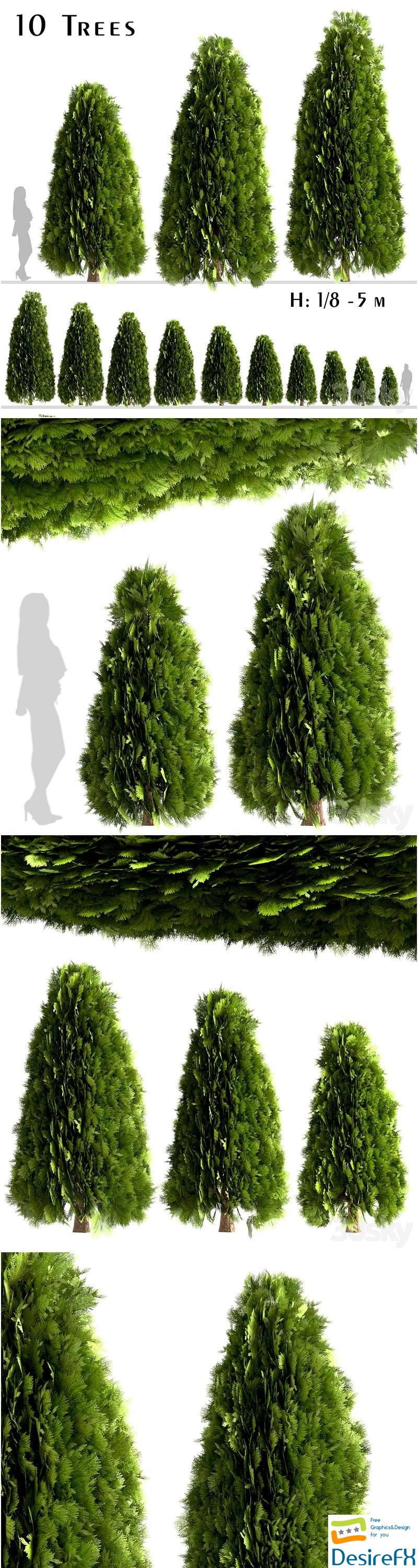 Set of Thuja Occidentalis Trees (Arborvitae) 3D Model
