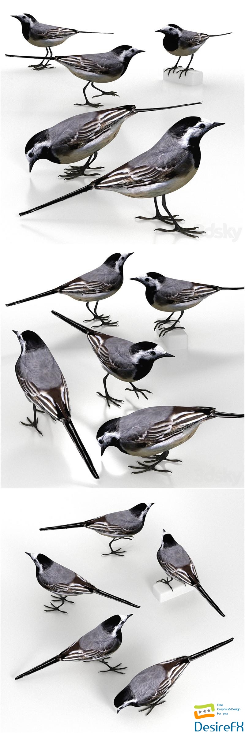White Wagtail (bird) 3D Model