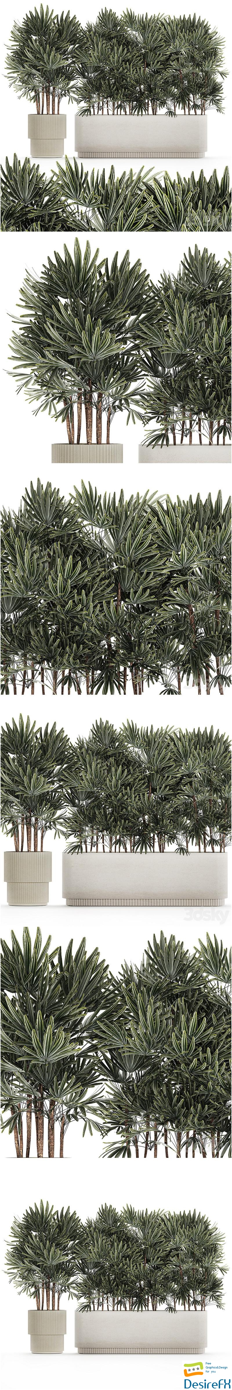 A collection of lush bushes of thickets of plants in modern white pots with palm Rhapis. Set 1356 3D Model