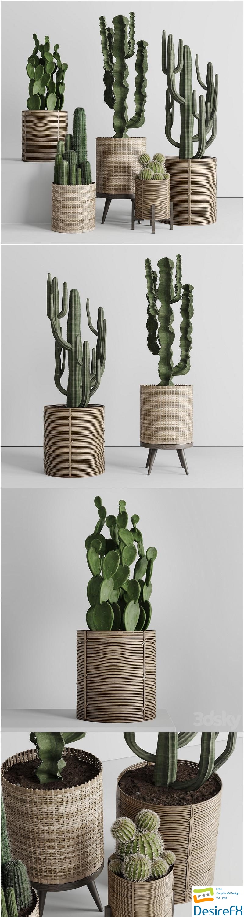 A collection of plants and cactus in handmade wooden baskets 286 3D Model
