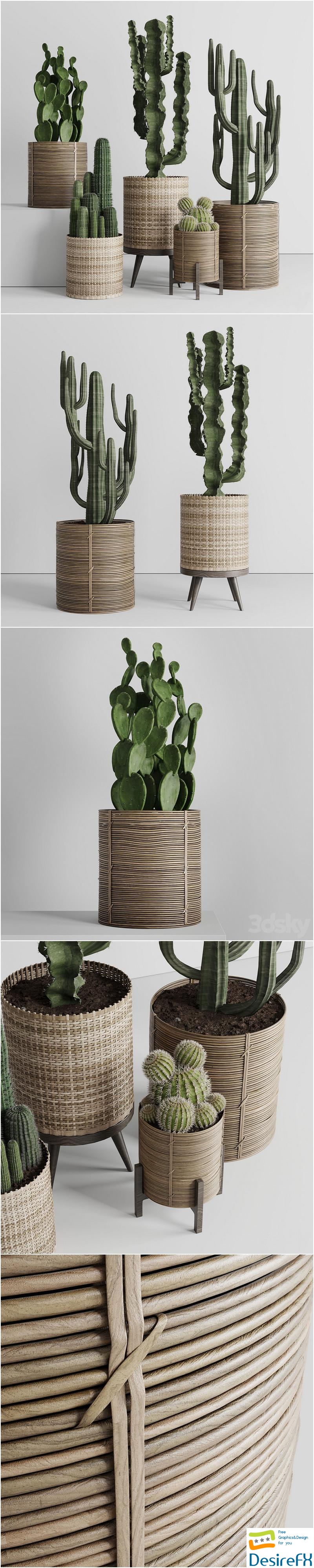 A collection of plants and cactus in handmade wooden baskets 286 3D Model