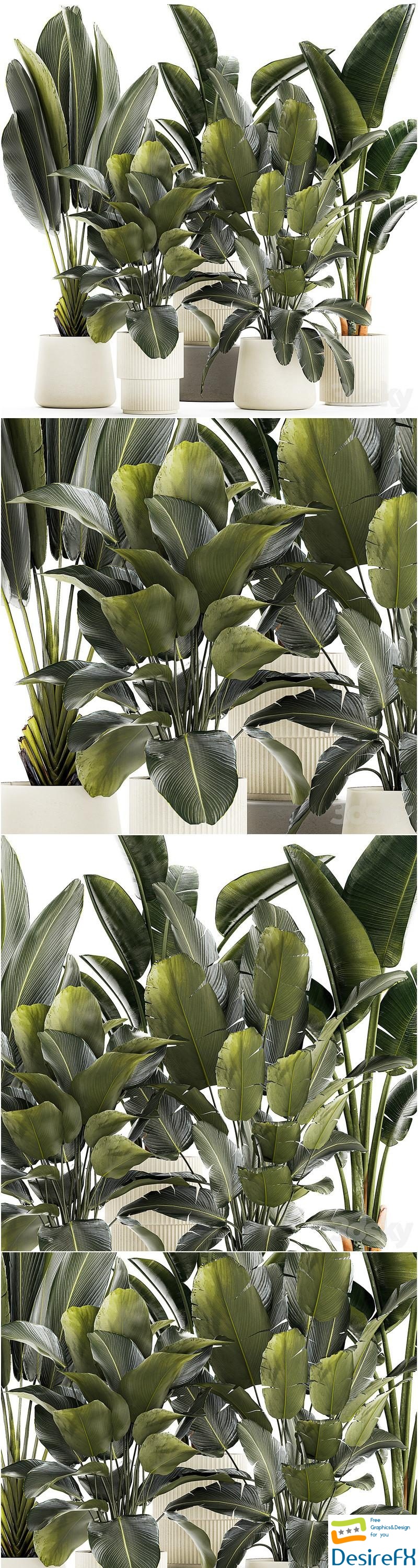 A set of exotic bushes of plants in a flower pot Ravenala, Strelittia, Banana palm. Collection 1327 3D Model