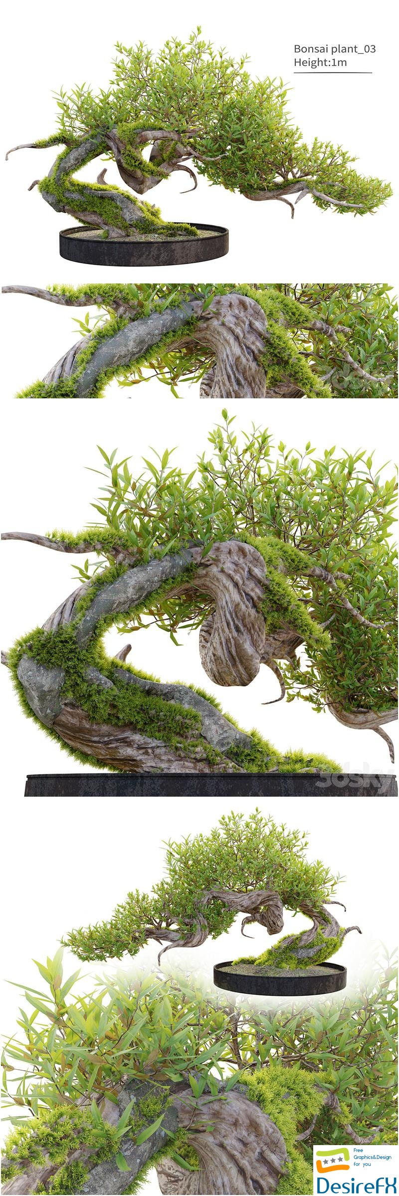 Bonsai plant_03 3D Model