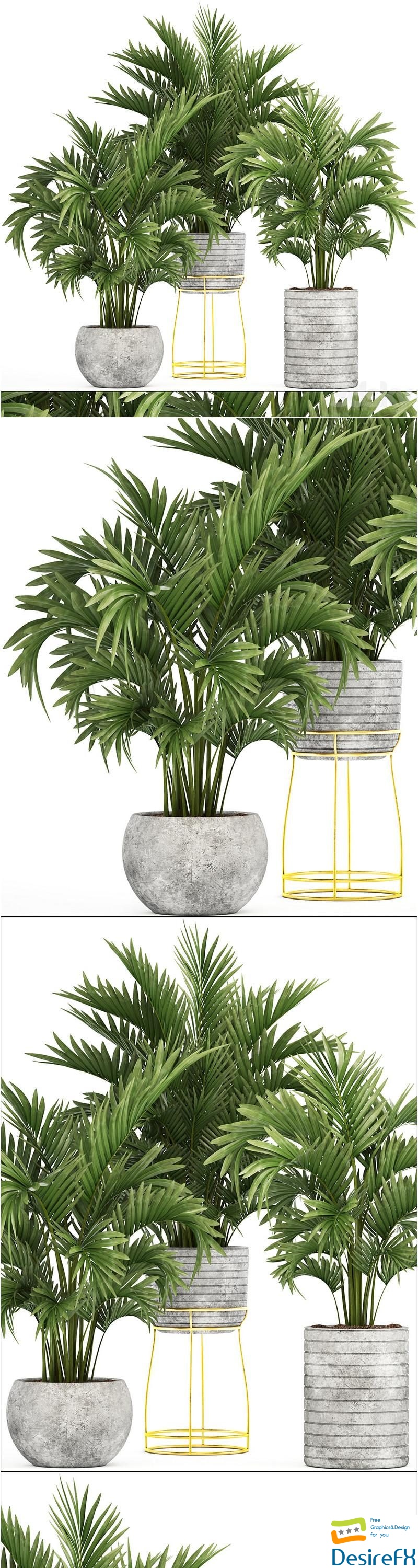 Collection of plants 125. Howea, Decorative palm tree, howea, kentia, pot, concrete flowerpot, indoor 3D Model