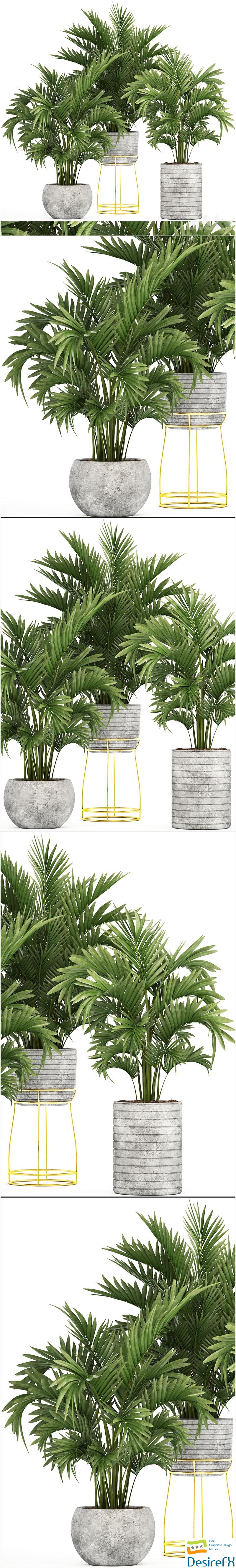 Collection of plants 125. Howea, Decorative palm tree, howea, kentia, pot, concrete flowerpot, indoor 3D Model