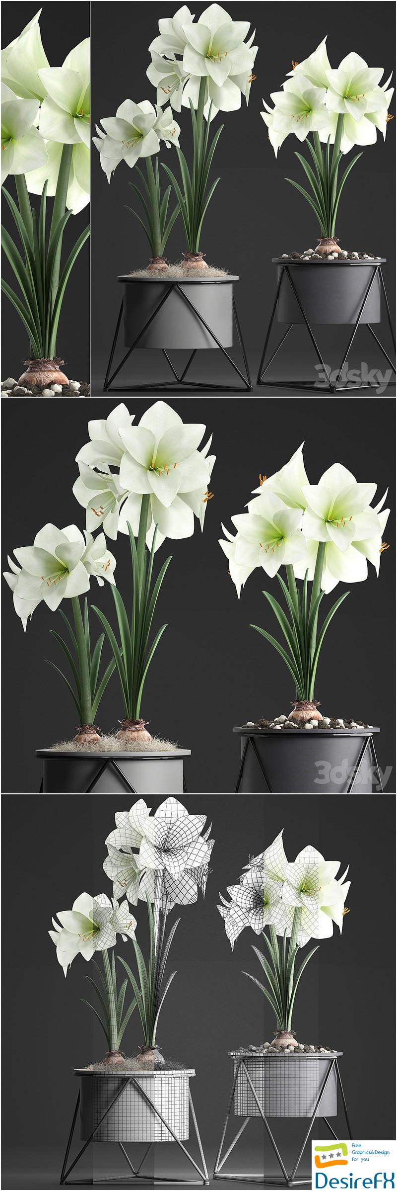 Collection of plants 310. Hippeastrum. Hippeastrum, potted flowers, indoor flowers, flowerpot, flower, pot, Scandinavian style, eco design, White flowers 3D Model