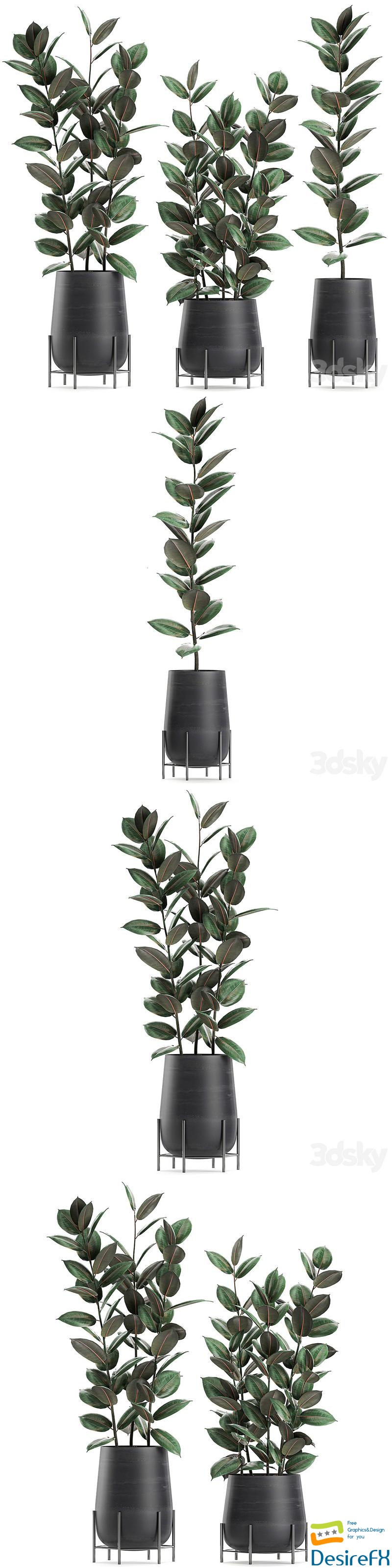 Collection of plants 628. Black pot, indoor plants, flowerpot, loft, office plants, flowers, Ficus elastica, Ficus rubbery 3D Model