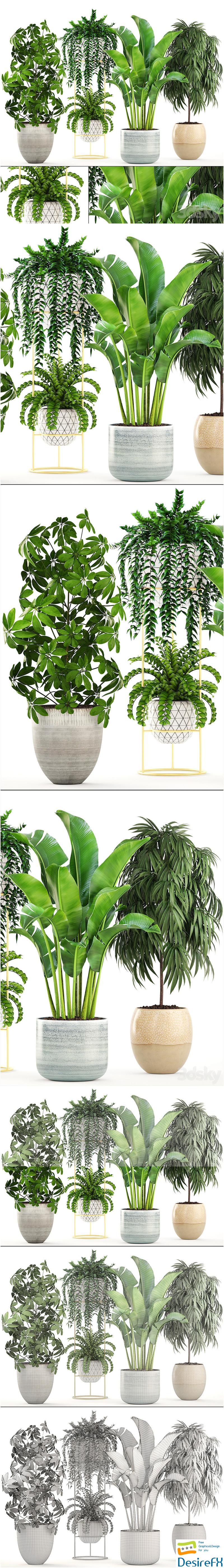 Collection of plants. Banana, bush, Ficus ali, Schefflera, Caladium, indoor, Scandinavian style 3D Model