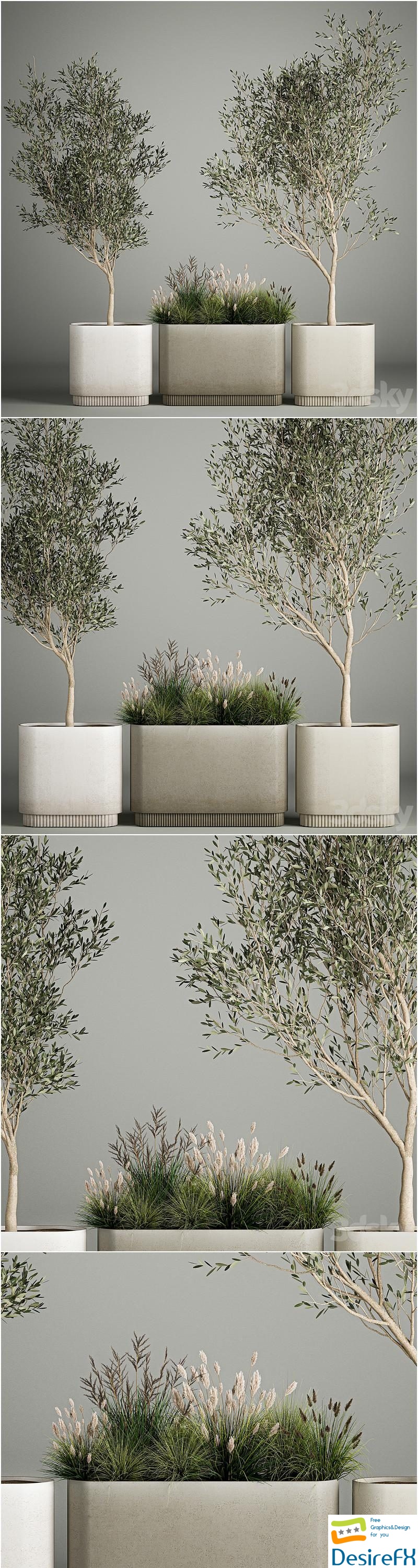 Collection of plants decorative olive trees in outdoor flowerpots for the interior with bushes in pots. 1122 3D Model