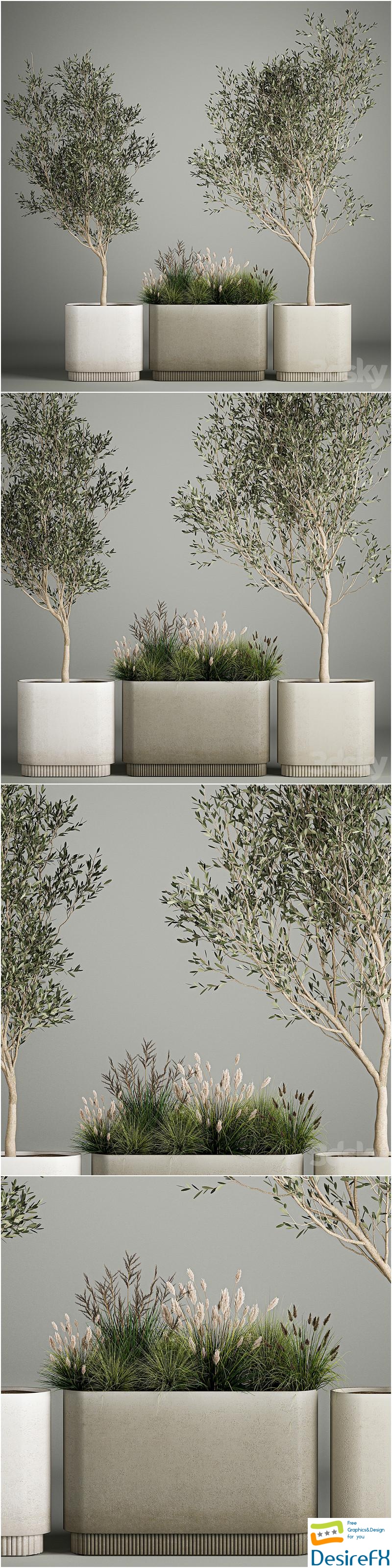 Collection of plants decorative olive trees in outdoor flowerpots for the interior with bushes in pots. 1122 3D Model