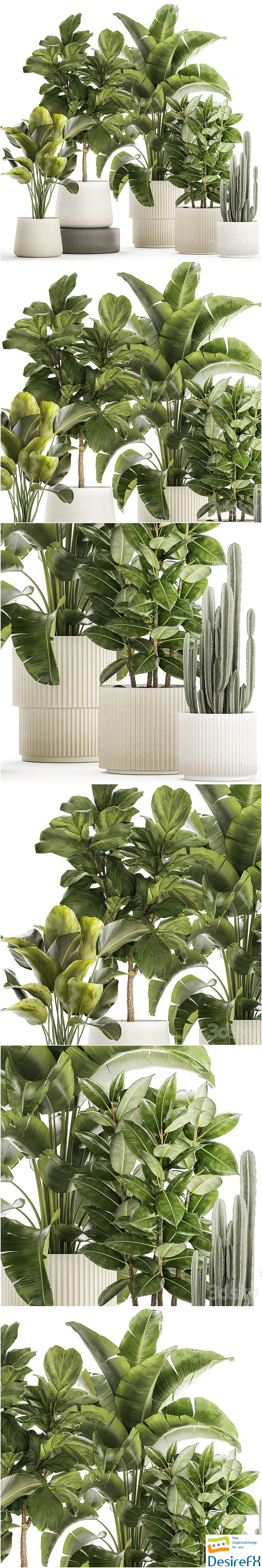Collection of plants in modern white pots with ficus Lirata tree, banana palm, calathea lutea, cactus, Strelittia. Set 1359 3D Model