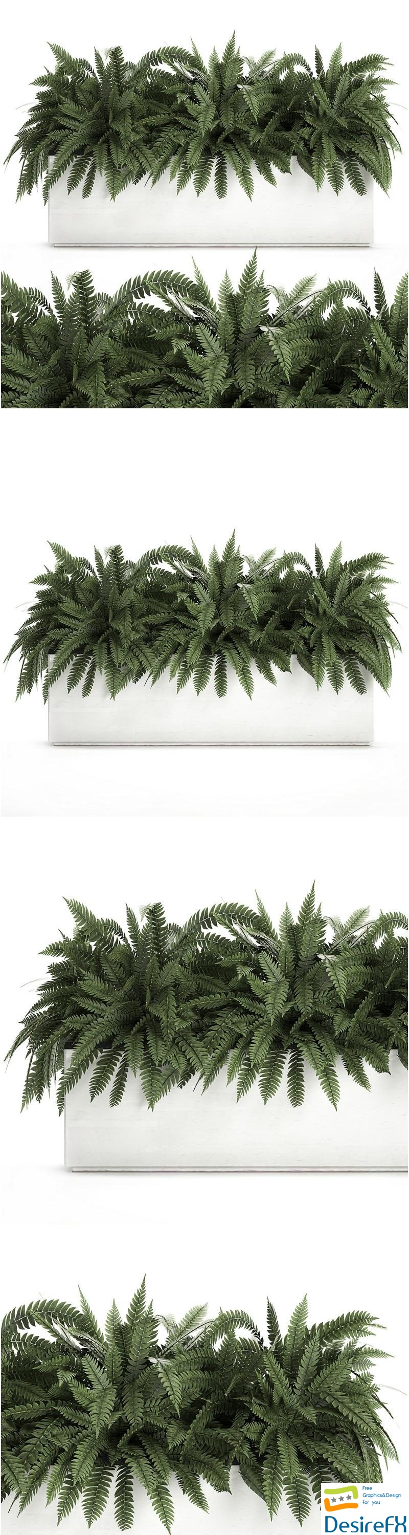 Fern in a white pot for the interior 3D Model
