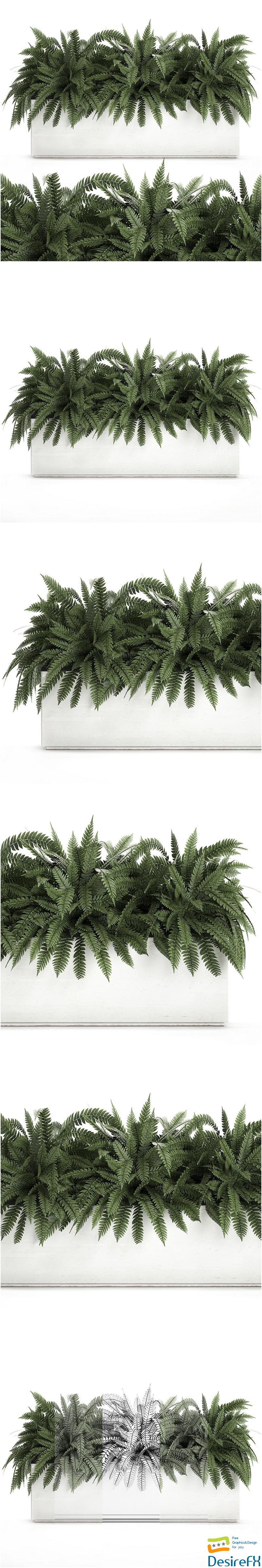 Fern in a white pot for the interior 3D Model