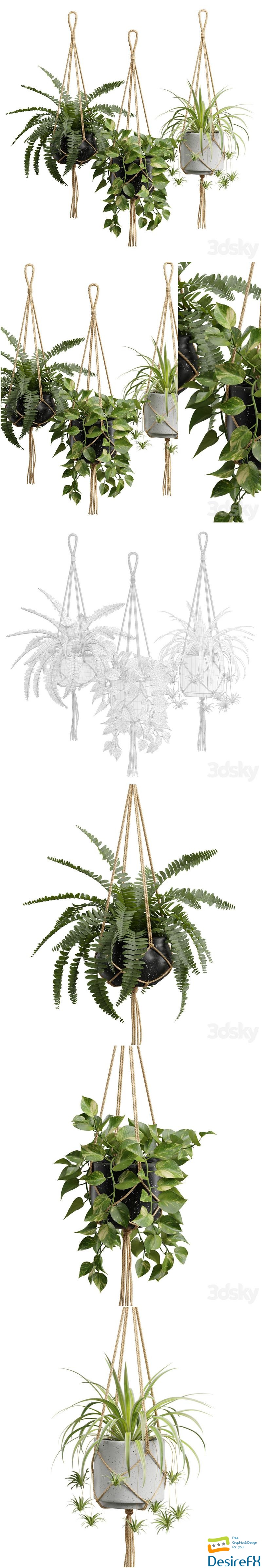 Hanging Plants 01 3D Model