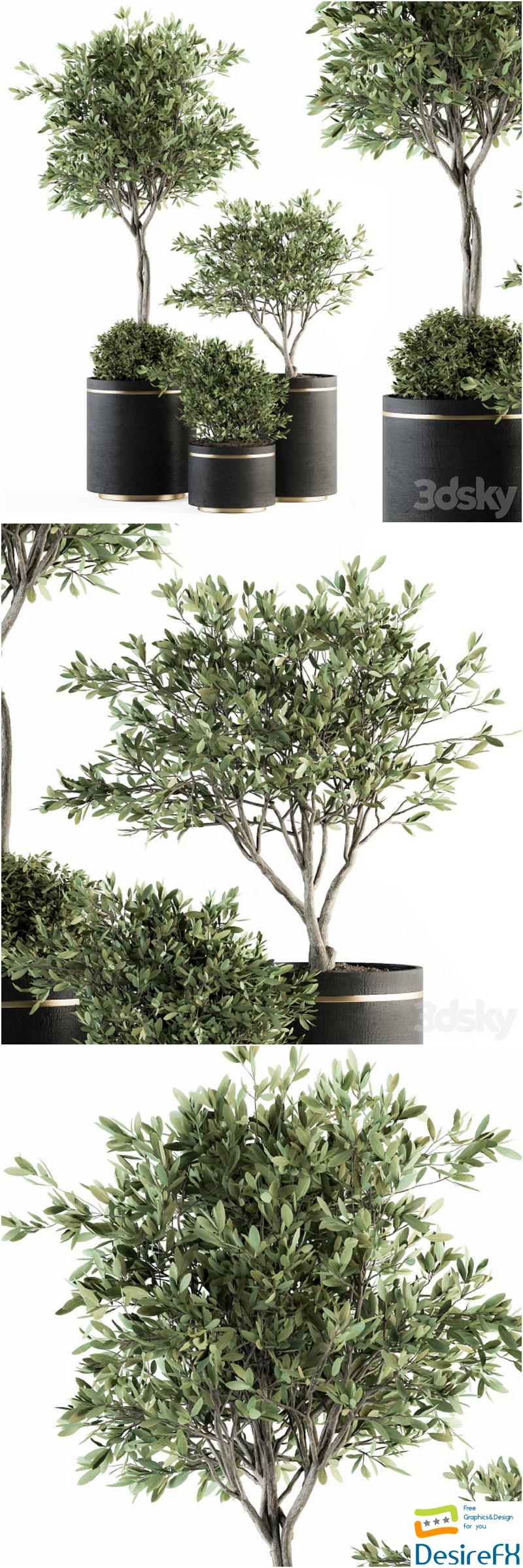 indoor Plant Set 239 - Olive in Pot 3D Model