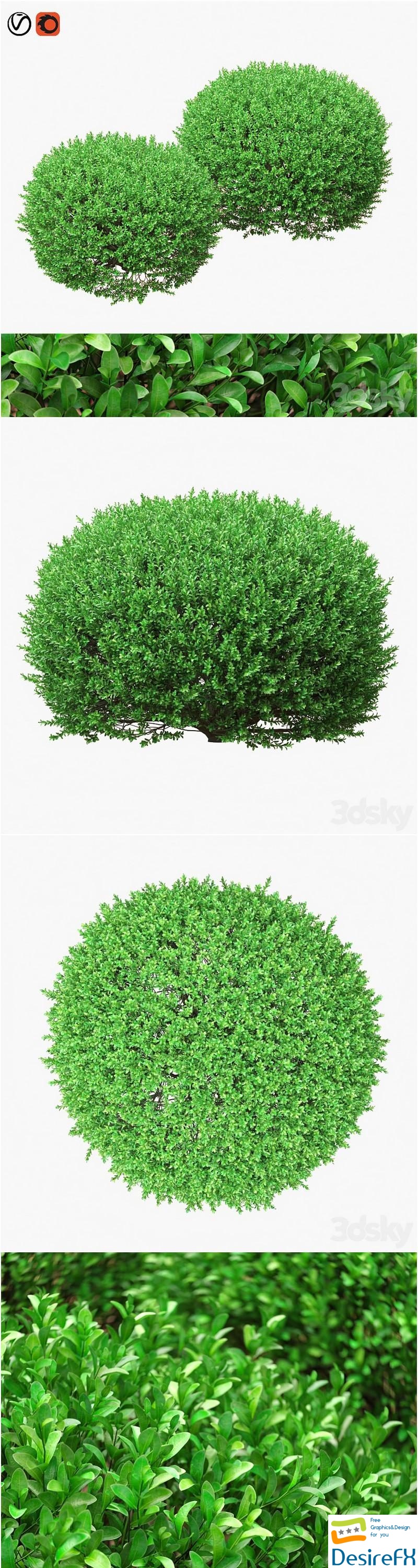 Large round boxwood bushes 3D Model