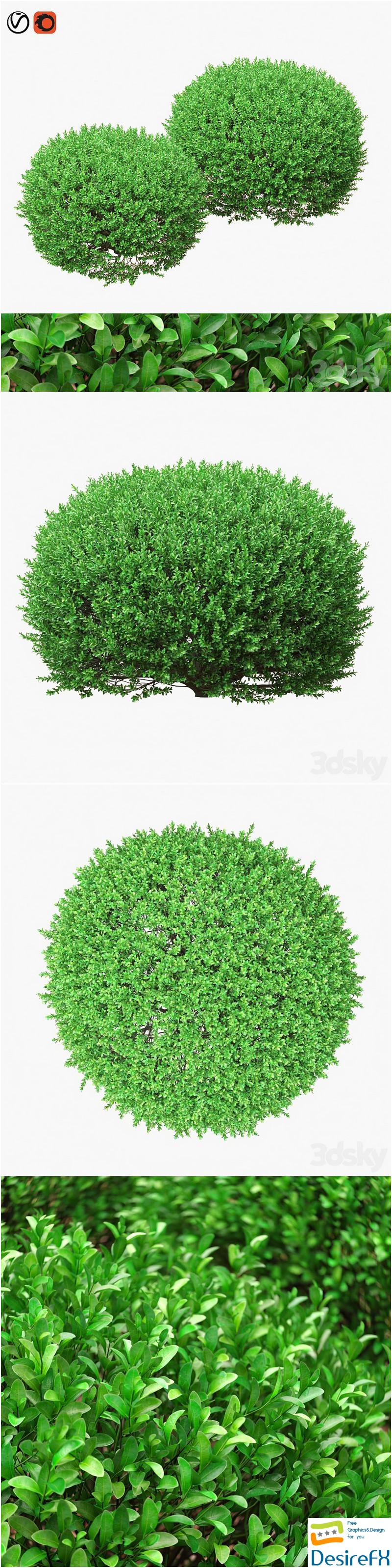 Large round boxwood bushes 3D Model
