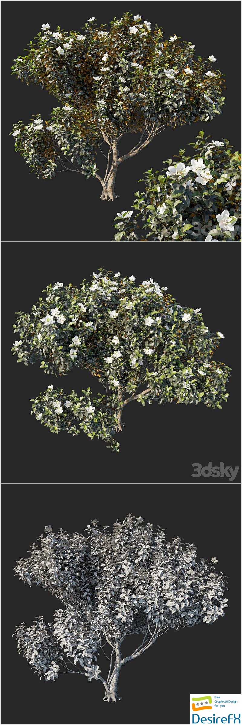 Magnolia grandiflora 04 3D Model