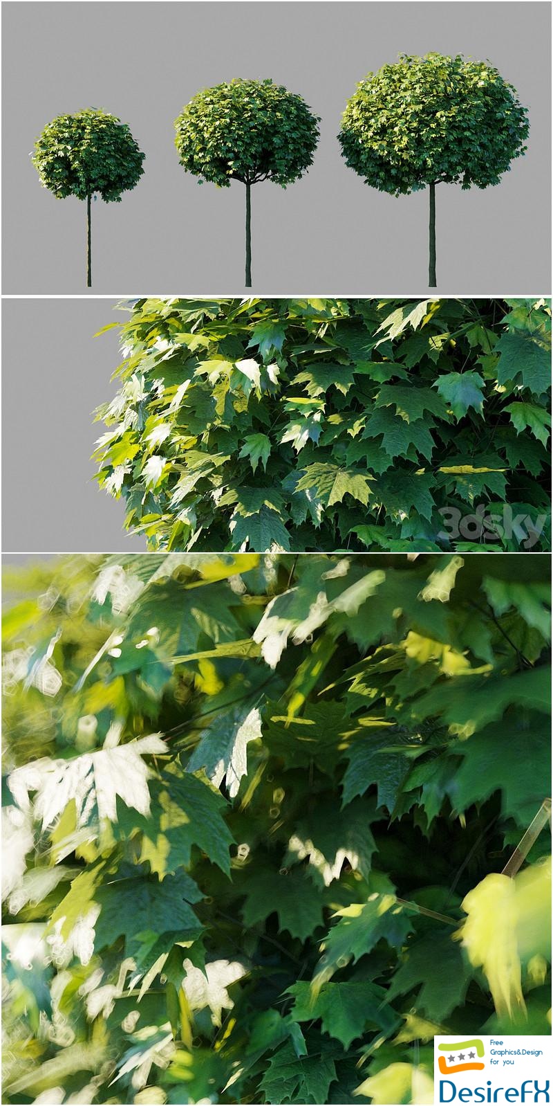 Maple acutifoliate Globosum Acer platanoides Globosum 3D Model