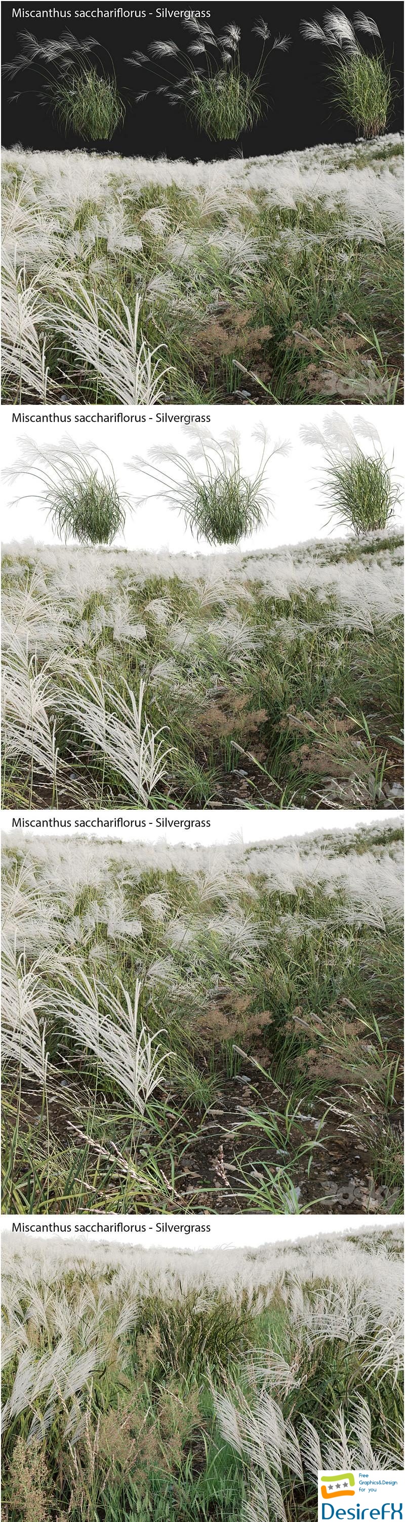 Miscanthus sacchariflorus - Silvergrass 03 3D Model