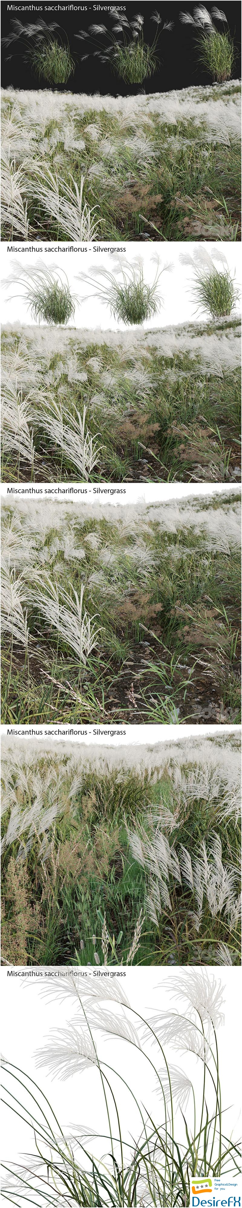 Miscanthus sacchariflorus - Silvergrass 03 3D Model
