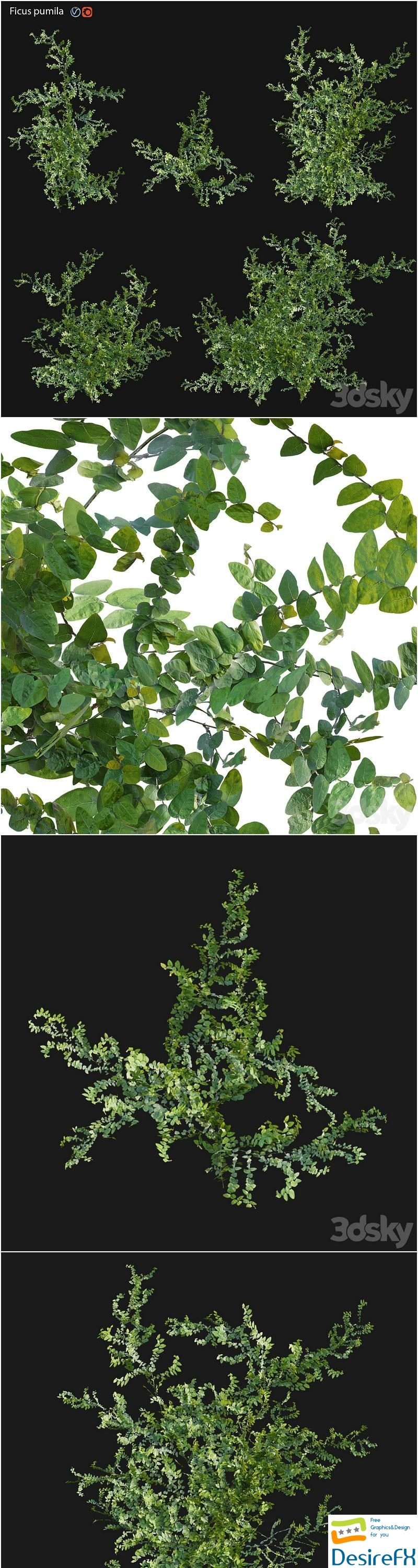 Moraceae - Ficus pumila 3D Model