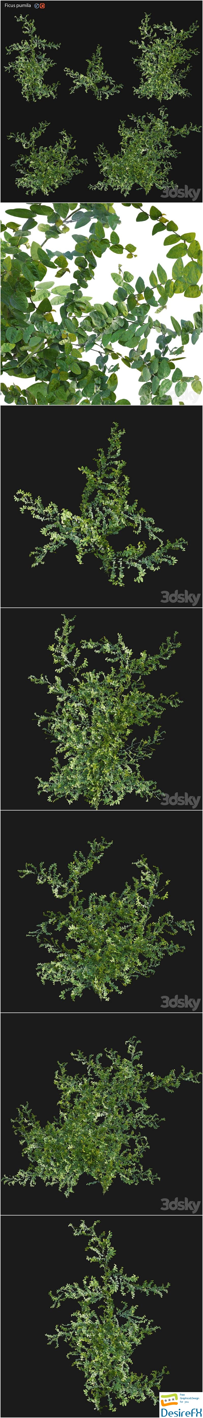 Moraceae - Ficus pumila 3D Model