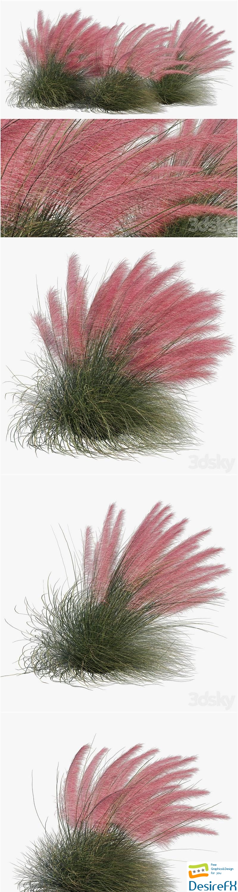 Muhlenbergia Capillaris - Pink Muhly Grass 04 3D Model