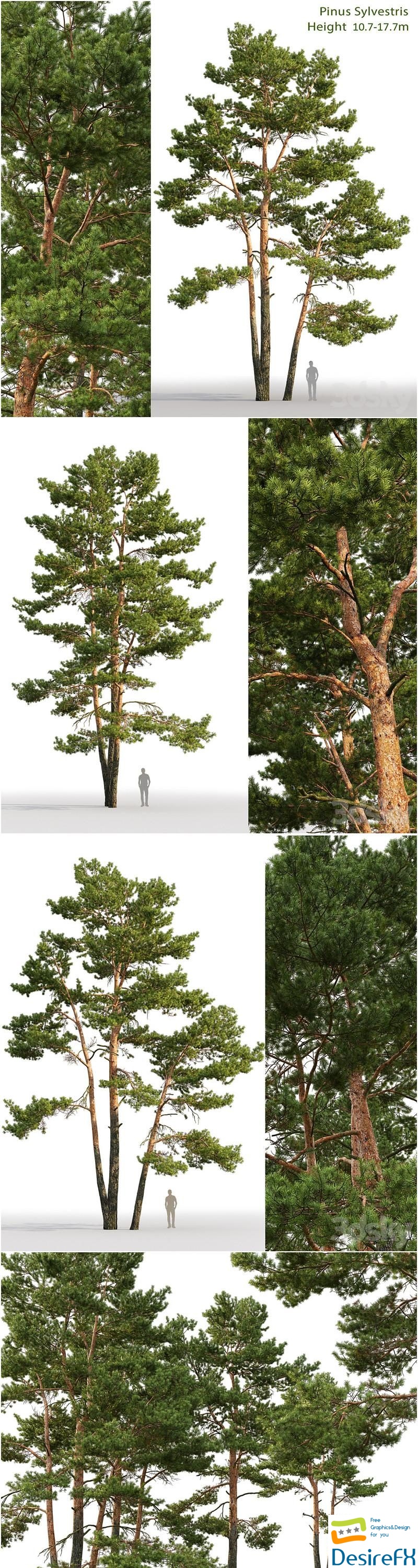Pine 002 3D Model
