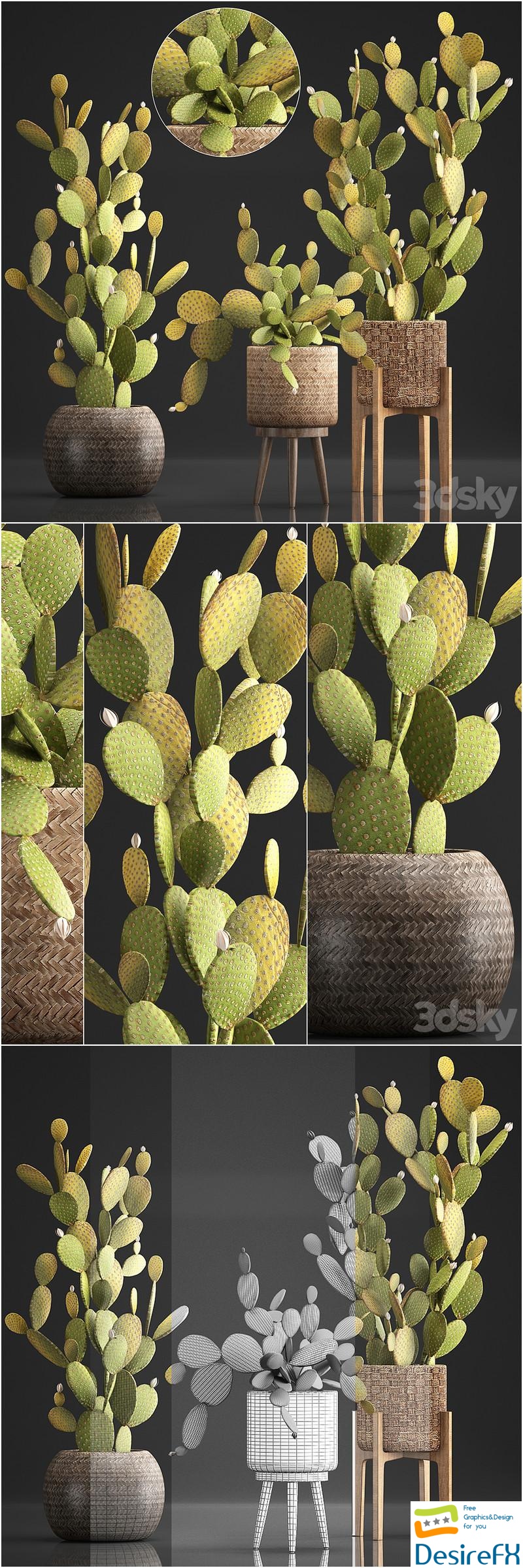 Plant Collection 375. Cactus set. cacti, basket, rattan, prickly pear, indoor cactus, Prickly pear, eco style, design, natural materials 3D Model