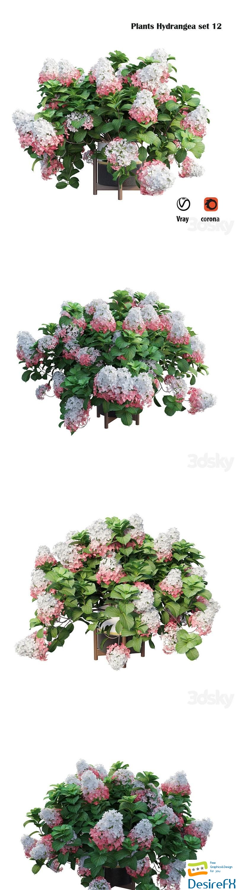 Plants Hydrangea set 12 3D Model