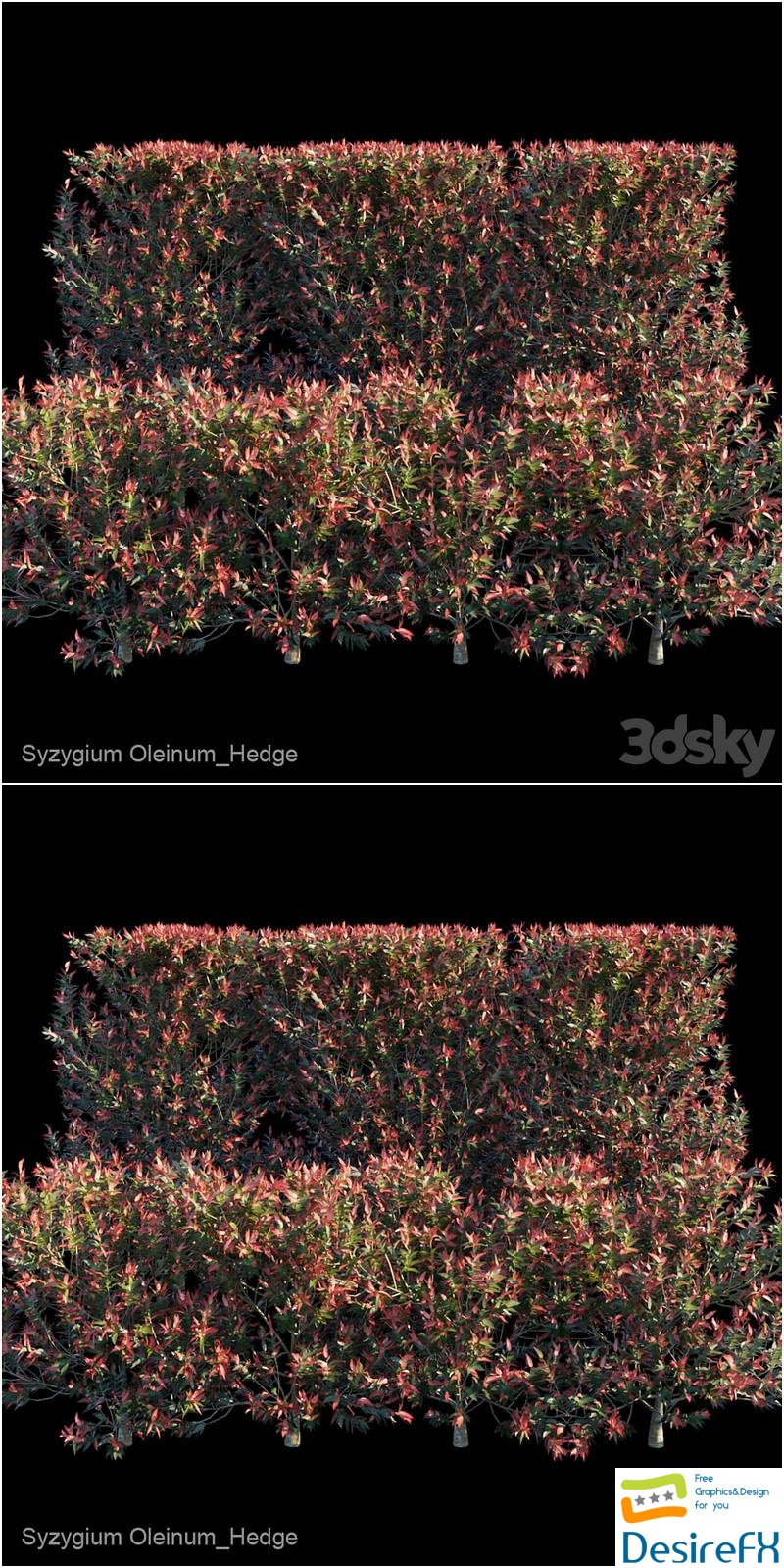 Syzygium Oleinum_Hedge 3D Model