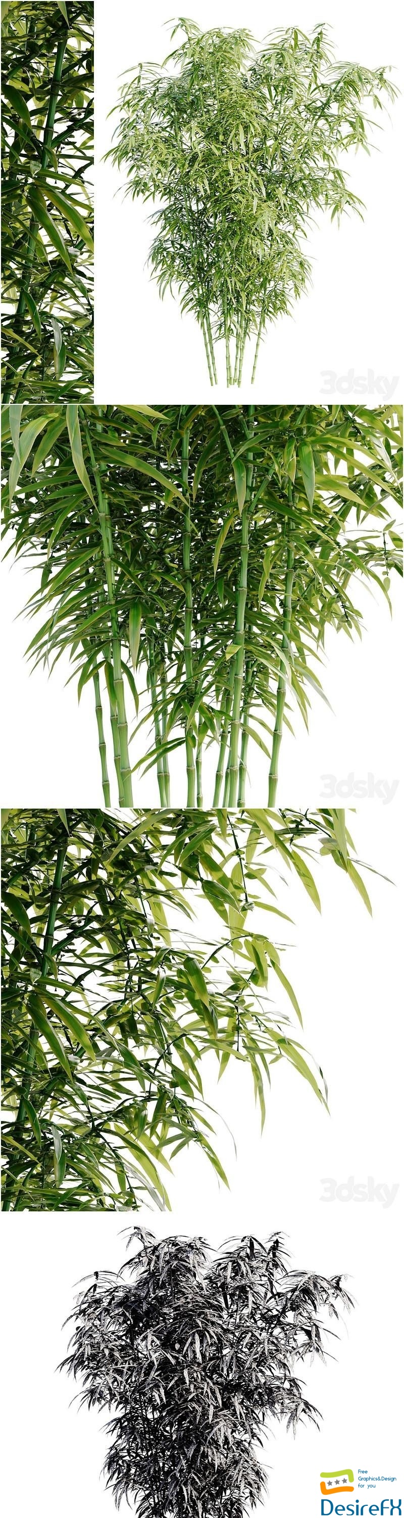 Bamboo Bush 3D Model