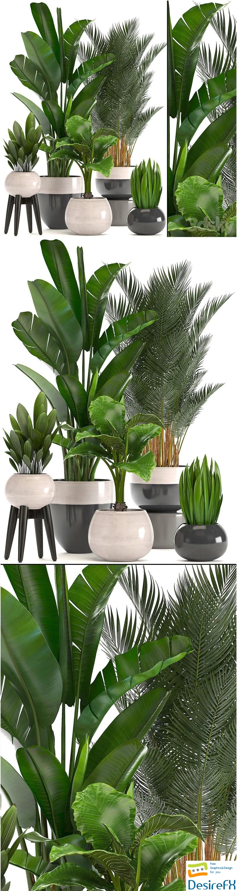 Collection of plants. strelitzia, banana, palm tree, hovea, alocasia, interior plants, scandinavian style, pot, flowerpot, luxury decor, strelitzia 3D Model