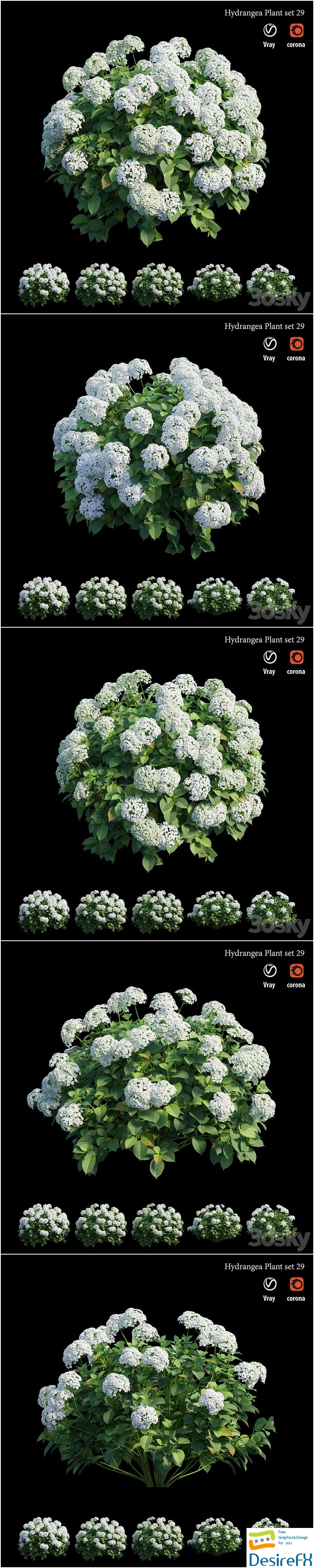 Hydrangea Plant set 29 3D Model