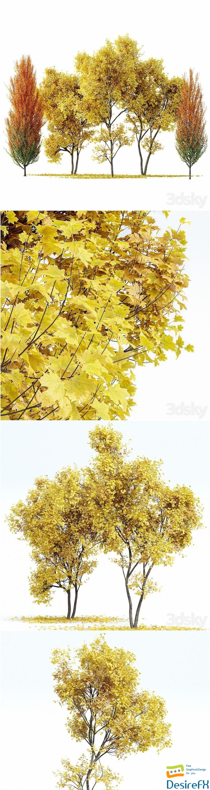 Maple Sapindaceae and Acer Saccharinum Fall trees 3D Model