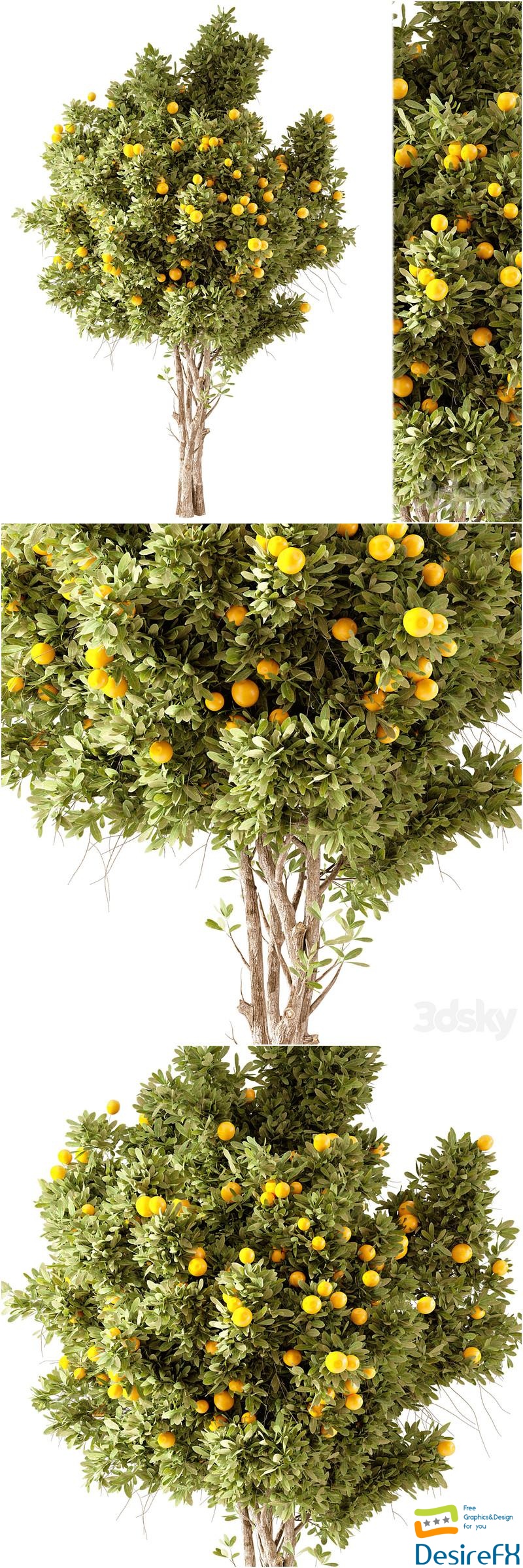 Orange Tree 01 3D Model