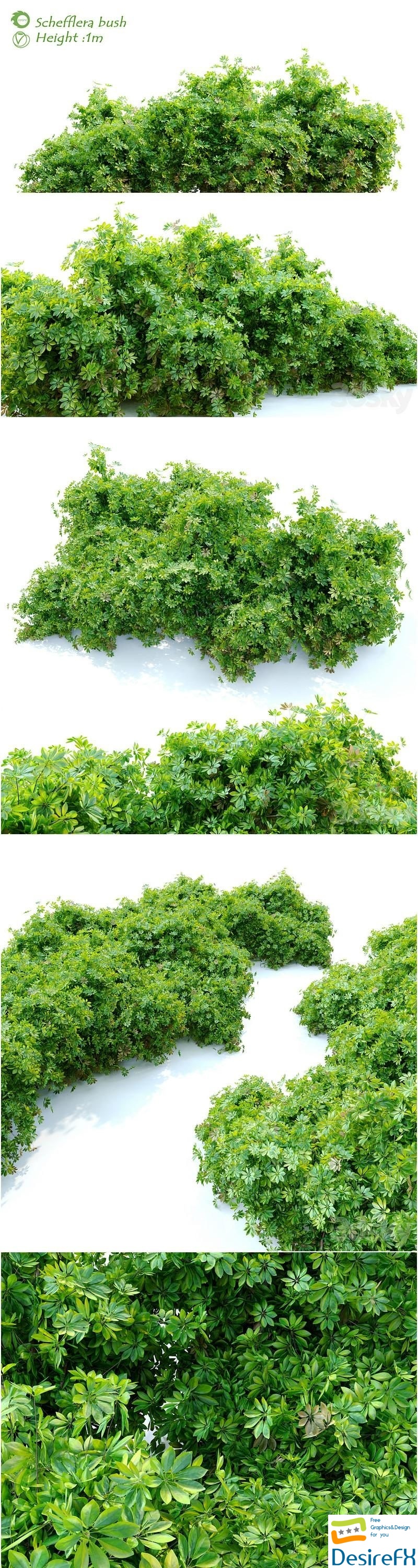 Schefflera bush 3D Model